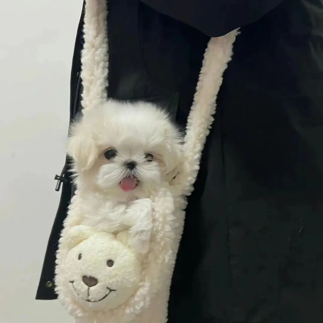 萌宠 萌宠头像  小狗头像 可爱 可爱头像