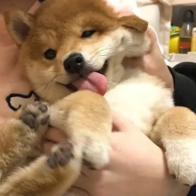 萌宠 萌宠头像  小狗头像 