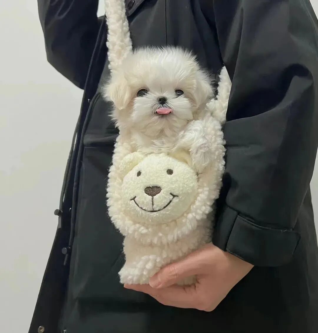 萌宠 萌宠头像  小狗头像 可爱 可爱头像