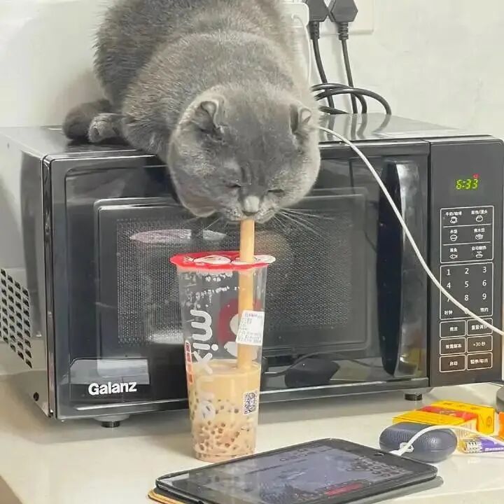 萌宠 萌宠头像  小猫头像