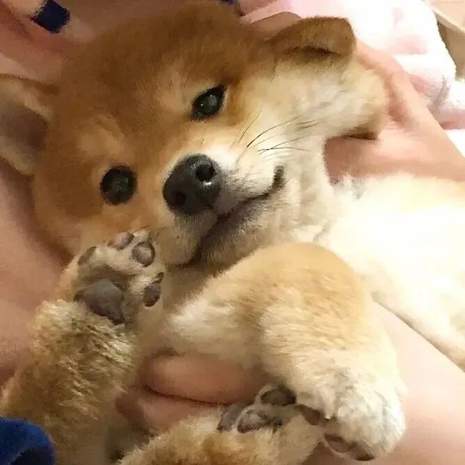 萌宠 萌宠头像  小狗头像 