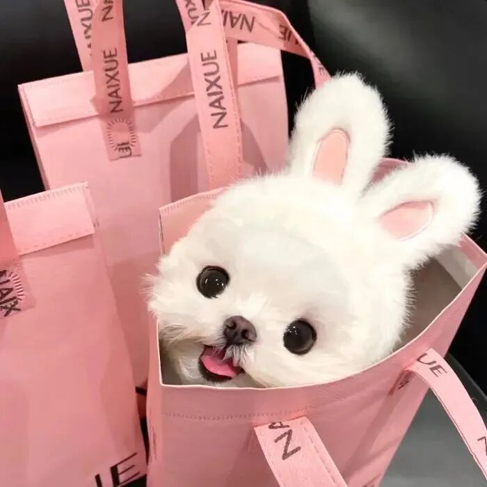 可爱狗狗萌宠头像