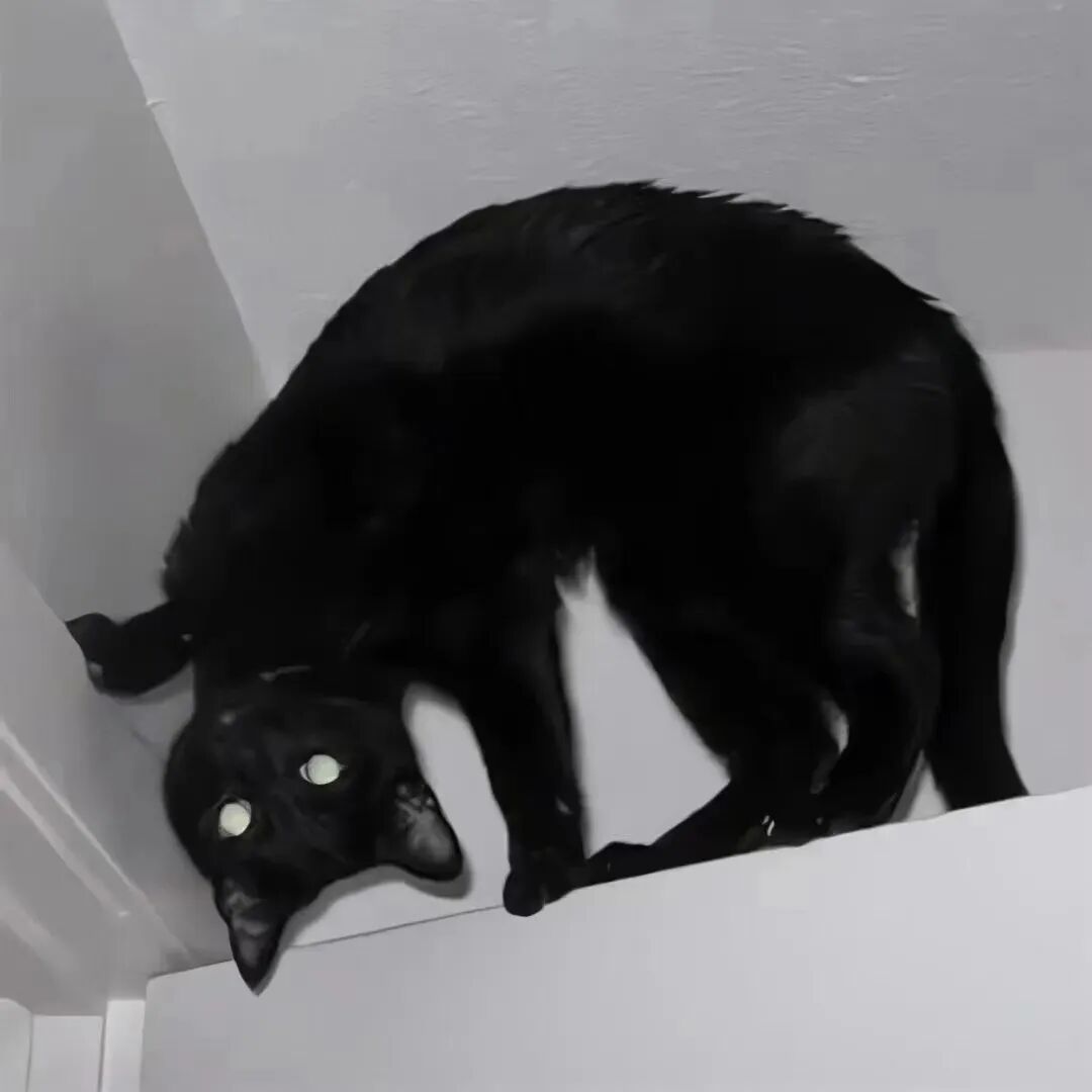 萌宠 萌宠头像  小猫头像
