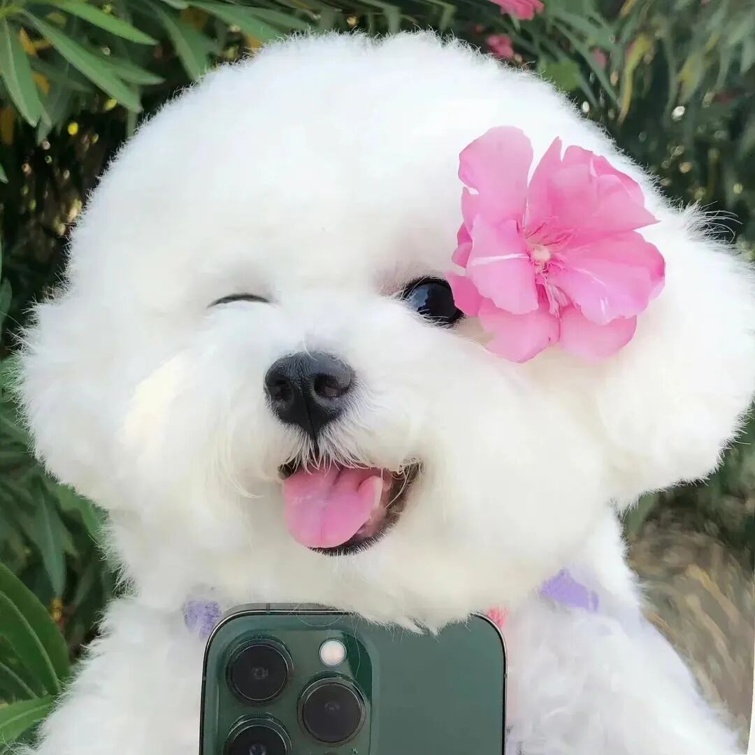 可爱自拍手机狗狗萌宠头像