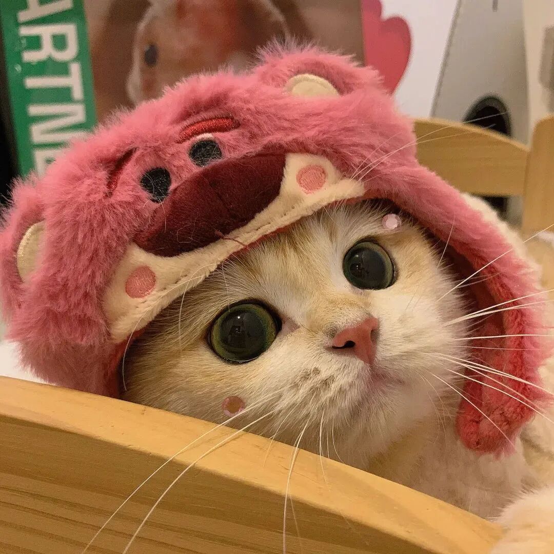 萌宠 萌宠头像  小猫头像 可爱 可爱头像