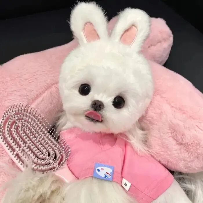 可爱狗狗萌宠头像