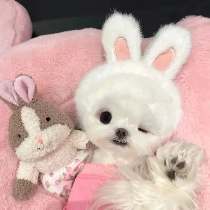 可爱狗狗萌宠头像