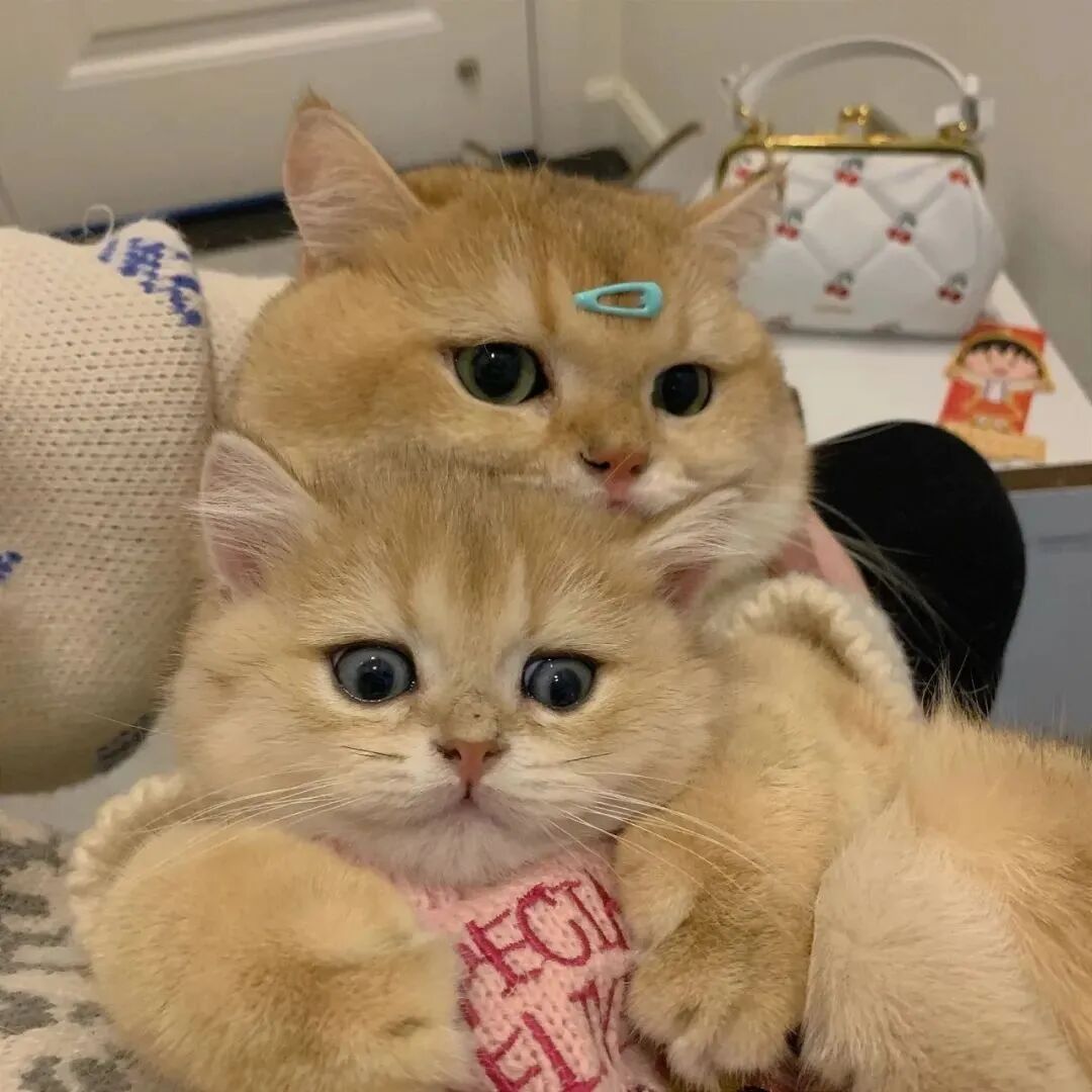 萌宠 萌宠头像  小猫头像 可爱 可爱头像