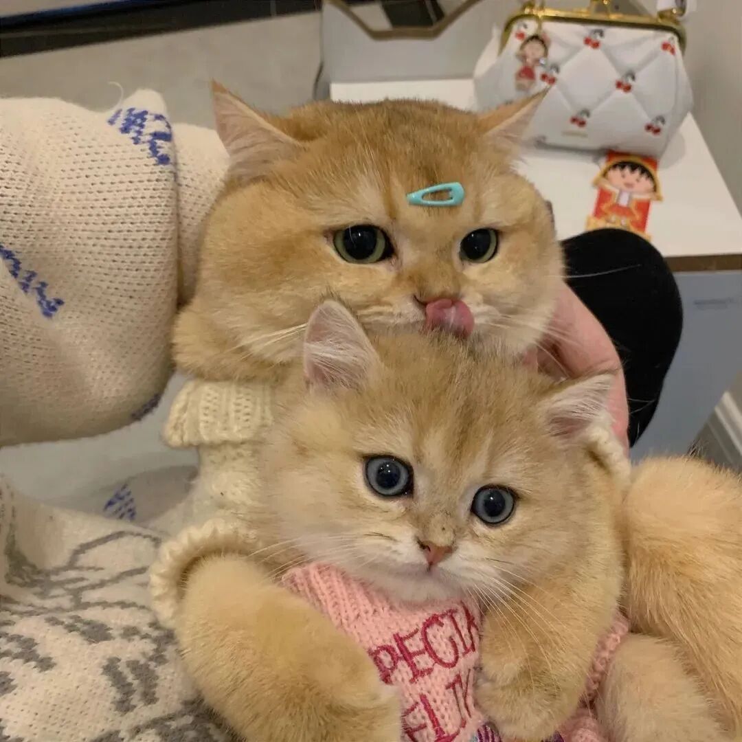 萌宠 萌宠头像  小猫头像 可爱 可爱头像