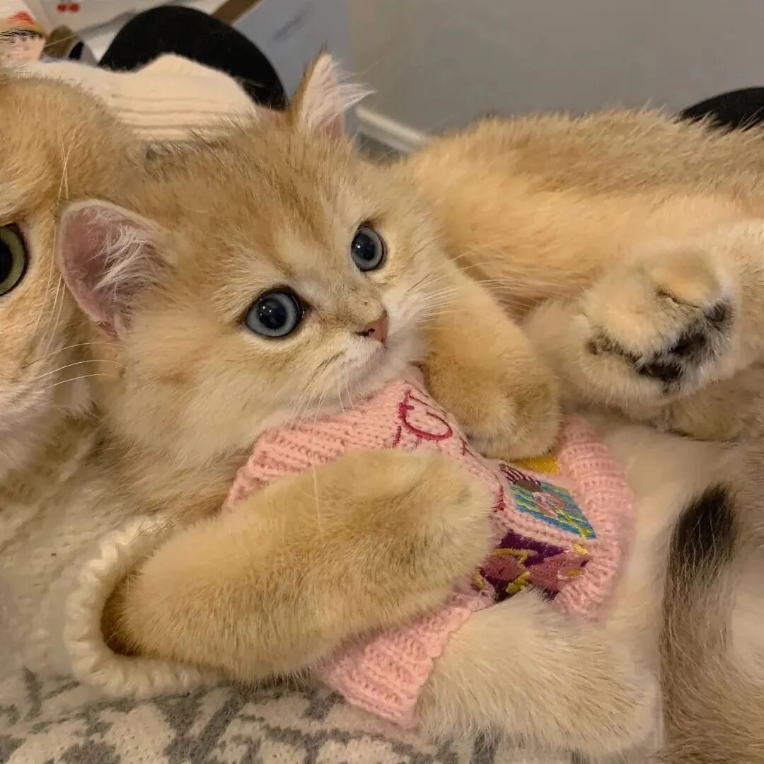 萌宠 萌宠头像  小猫头像 可爱 可爱头像