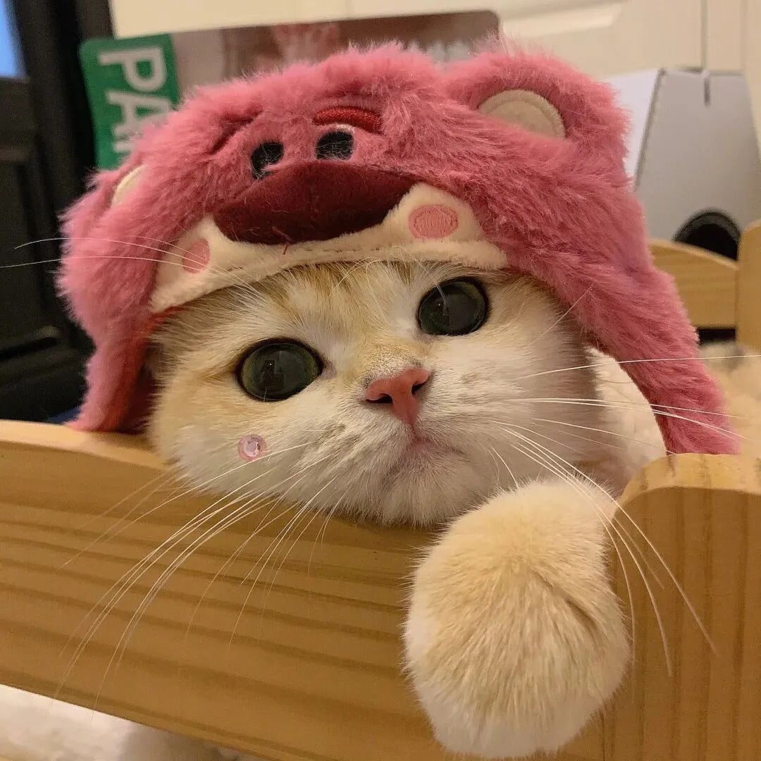 萌宠 萌宠头像  小猫头像 可爱 可爱头像