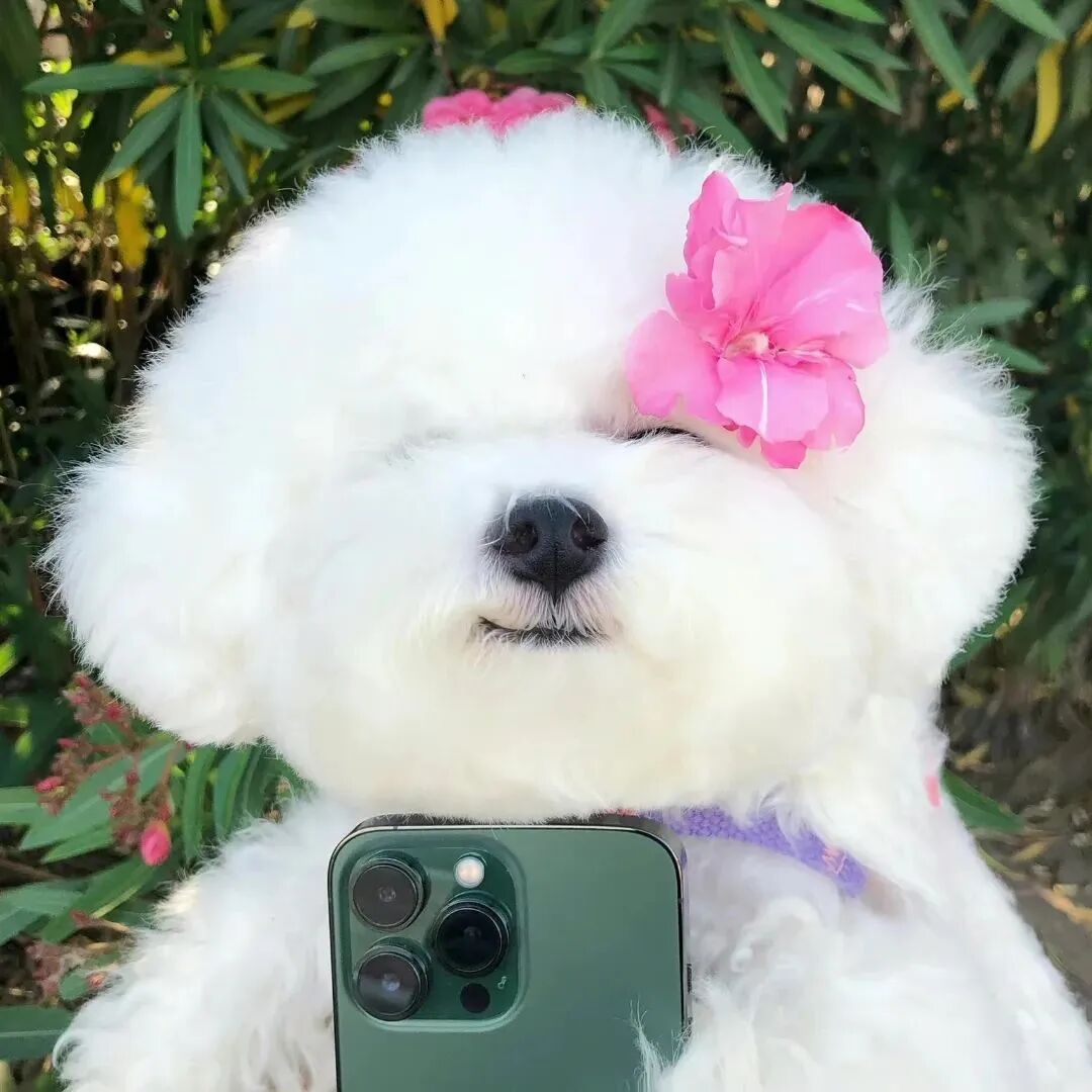可爱自拍手机狗狗萌宠头像