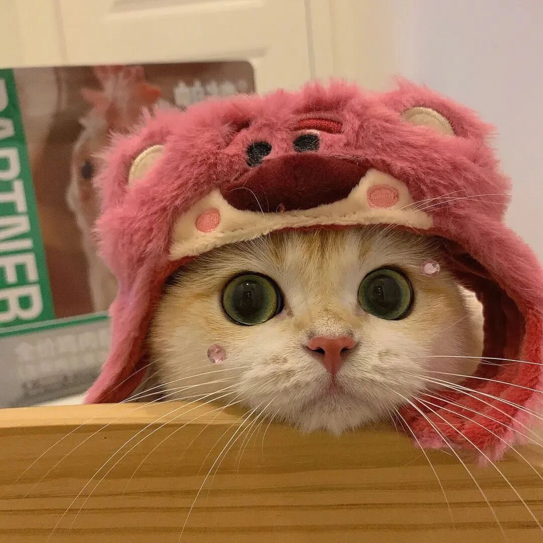 萌宠 萌宠头像  小猫头像 可爱 可爱头像