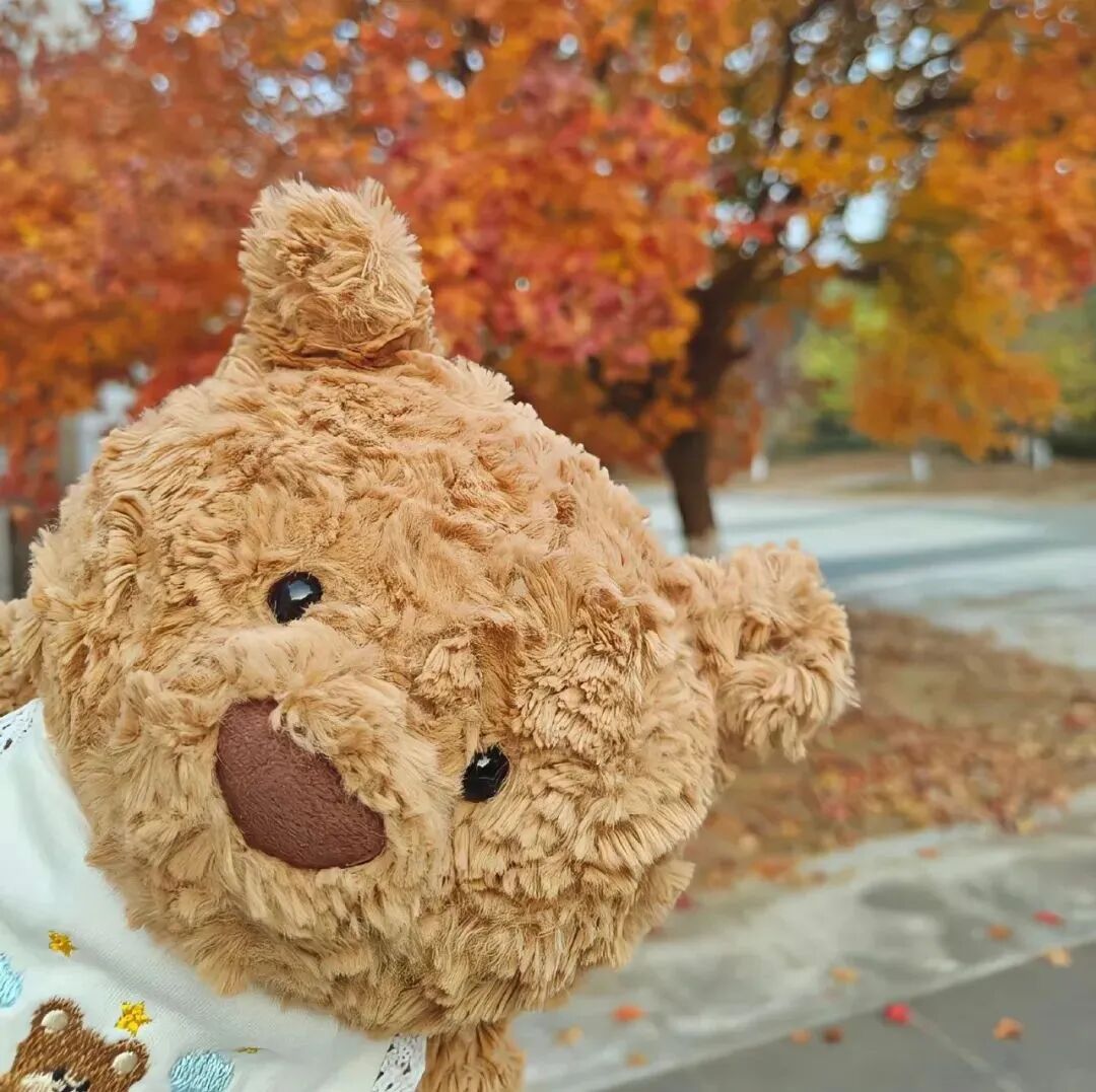 小熊朋友圈背景图