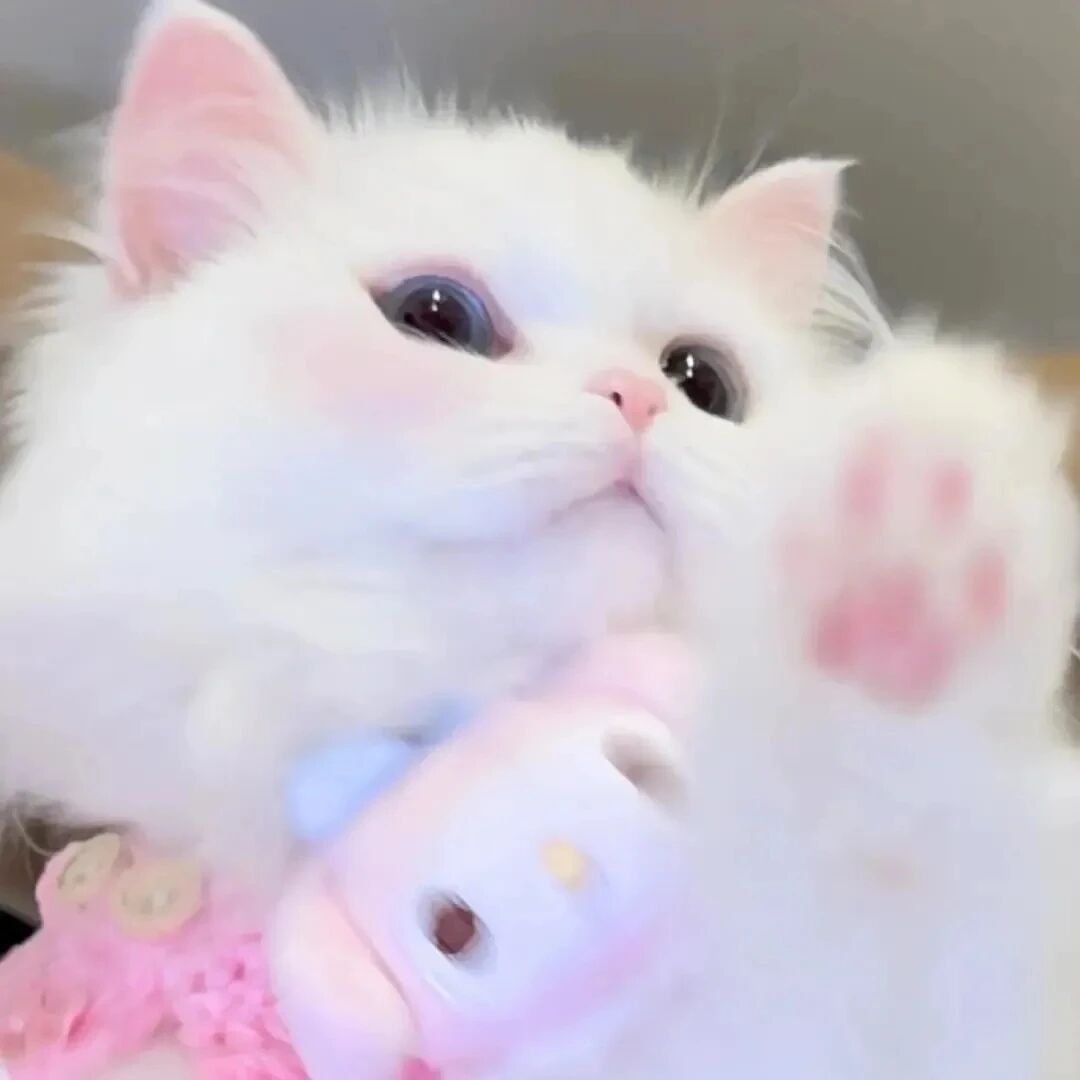可爱猫咪萌宠头像