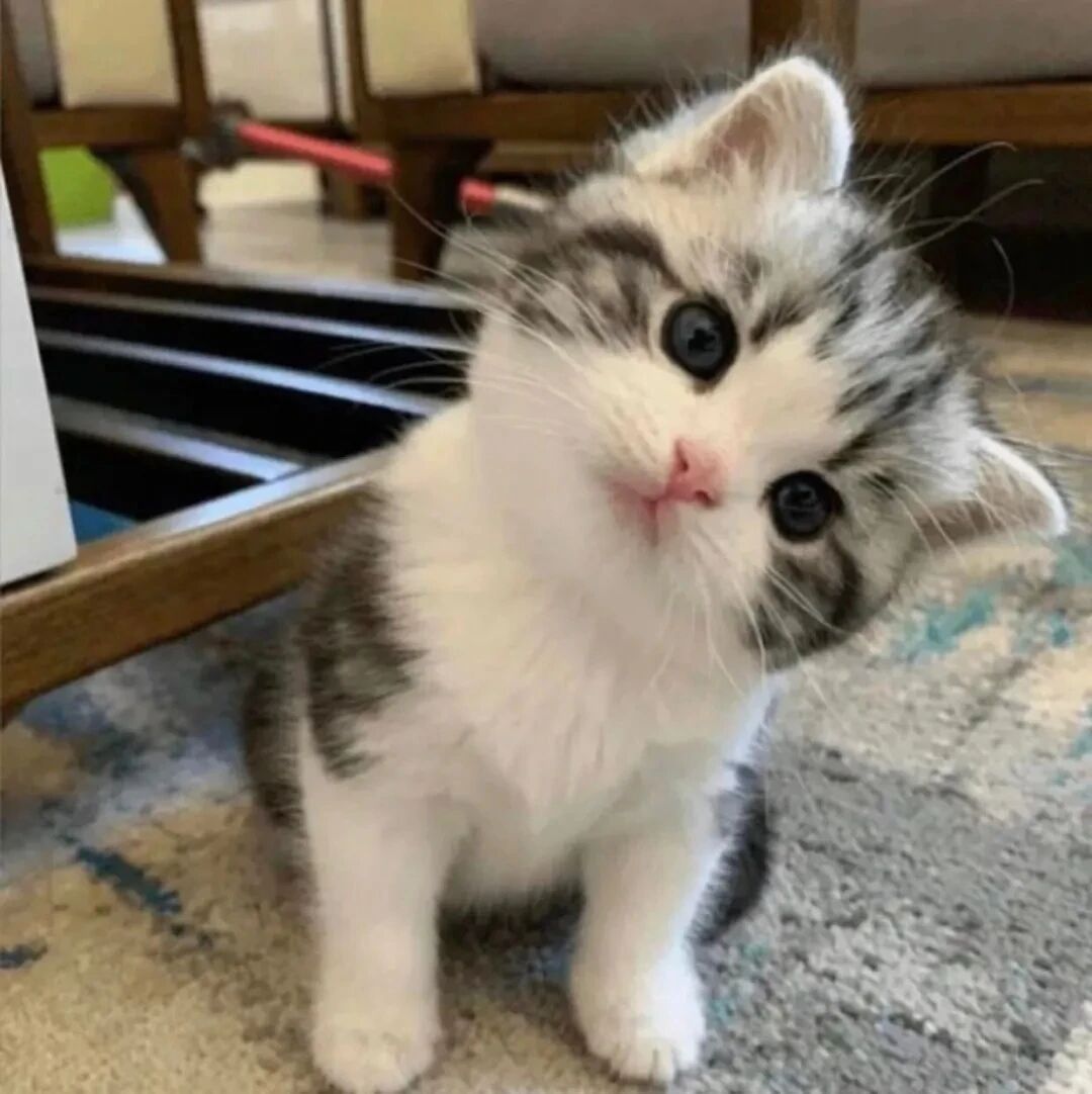 猫咪萌宠头像