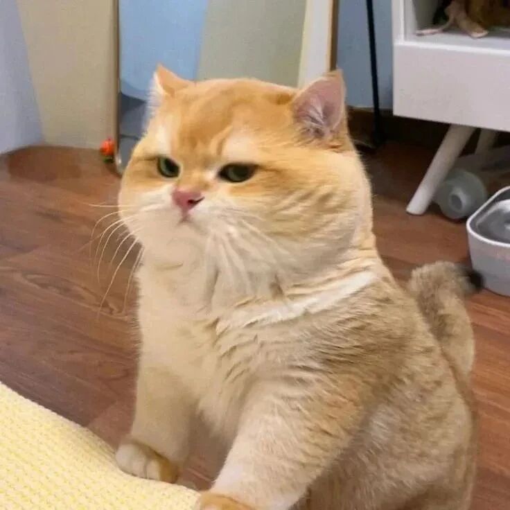 猫咪萌宠头像