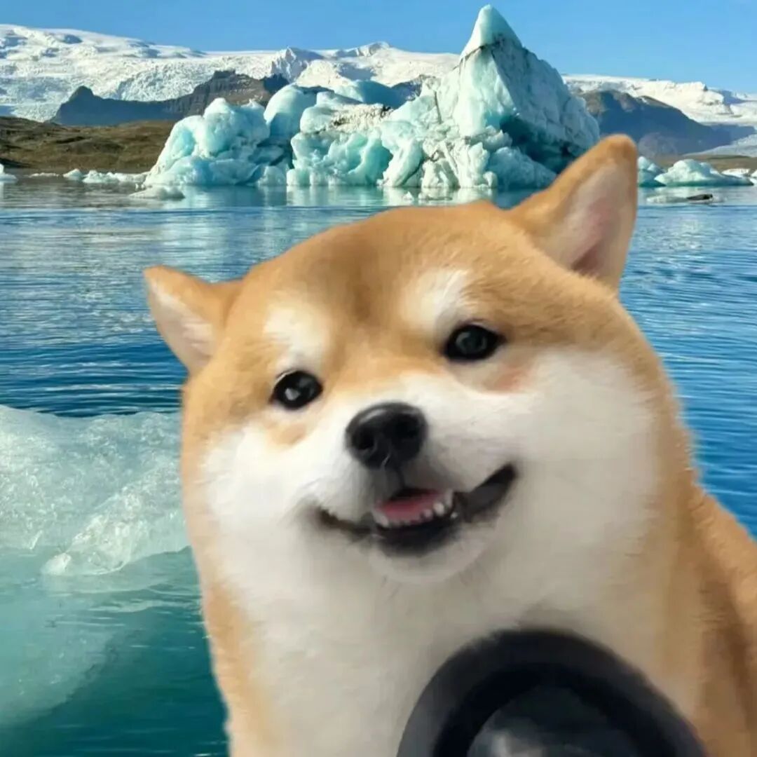 柴犬狗狗萌宠头像