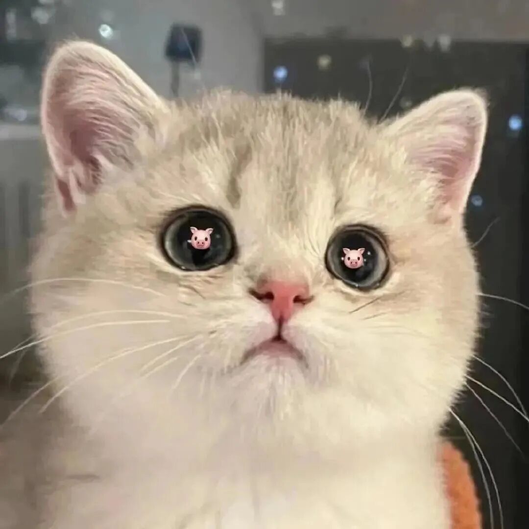 busxianmzhuaihe不明显猫咪猪猪萌宠情侣头像