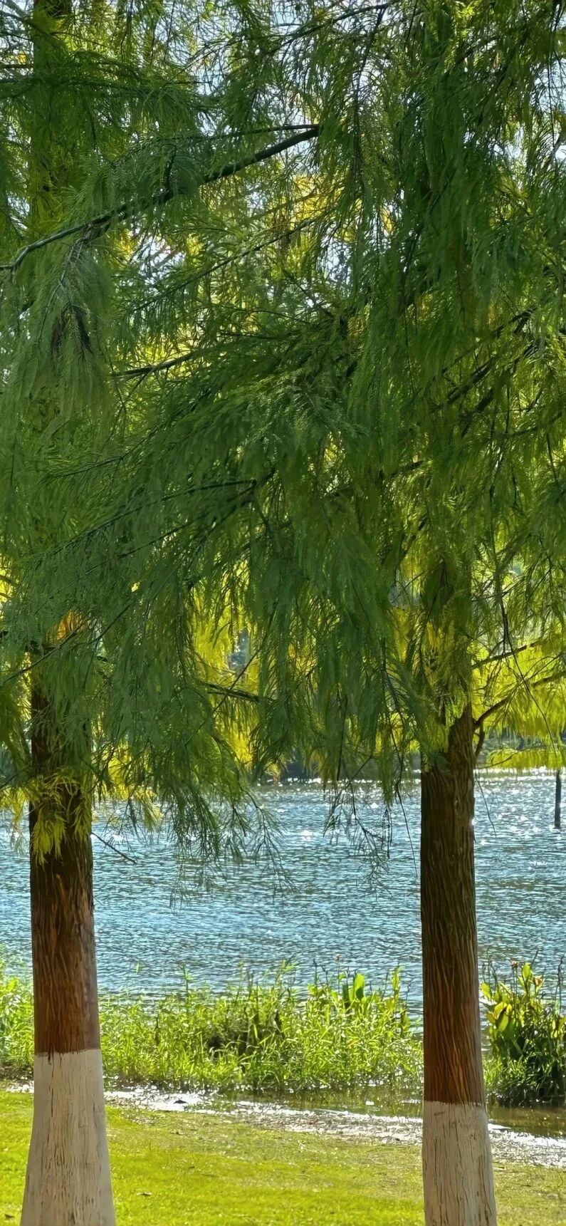 风景