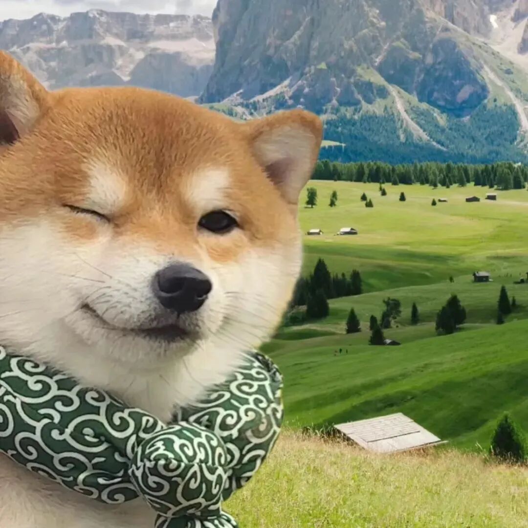 柴犬狗狗萌宠头像