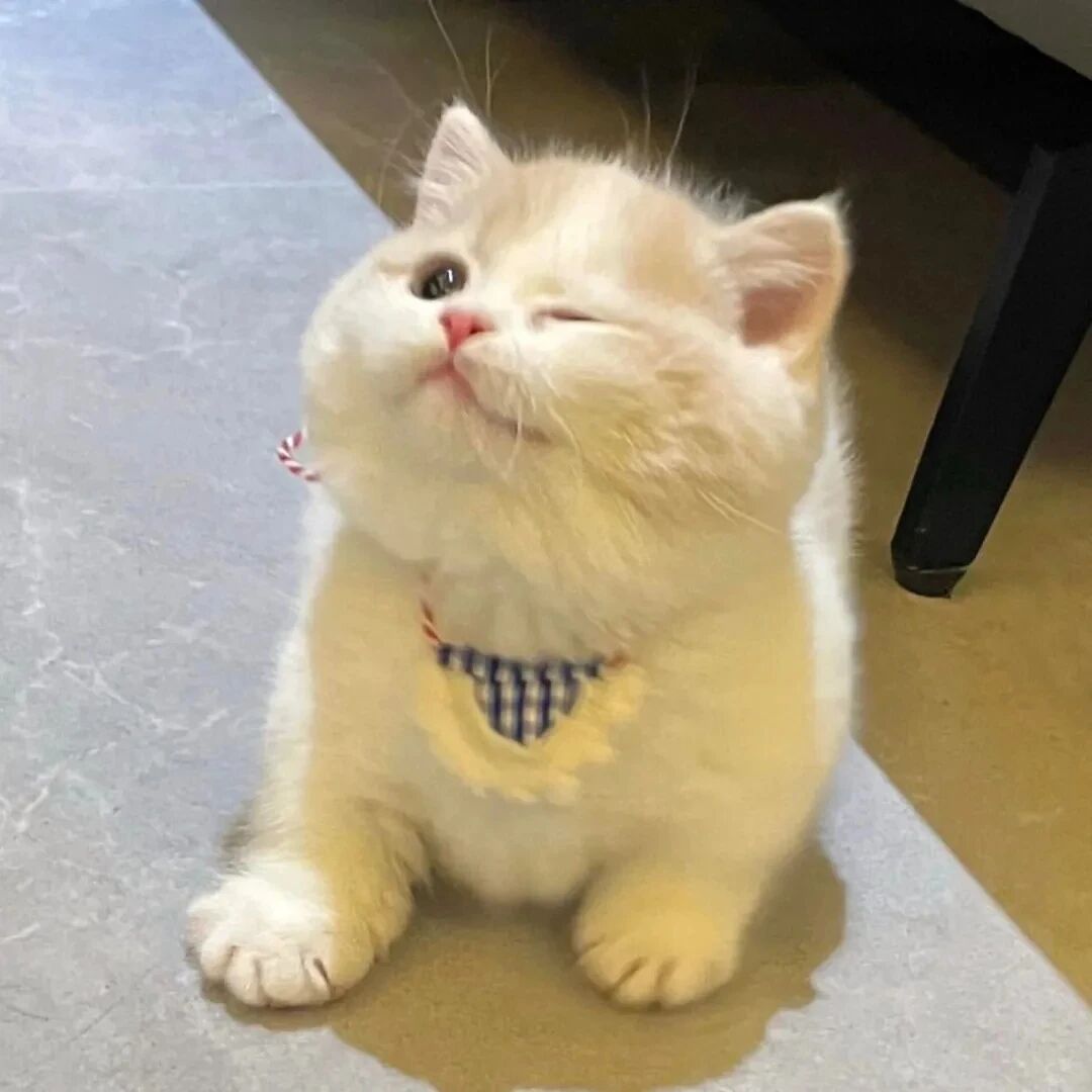 猫咪萌宠头像