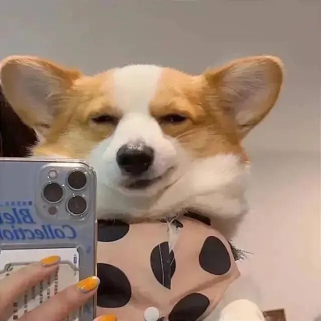 自拍手机柴犬狗狗萌宠头像