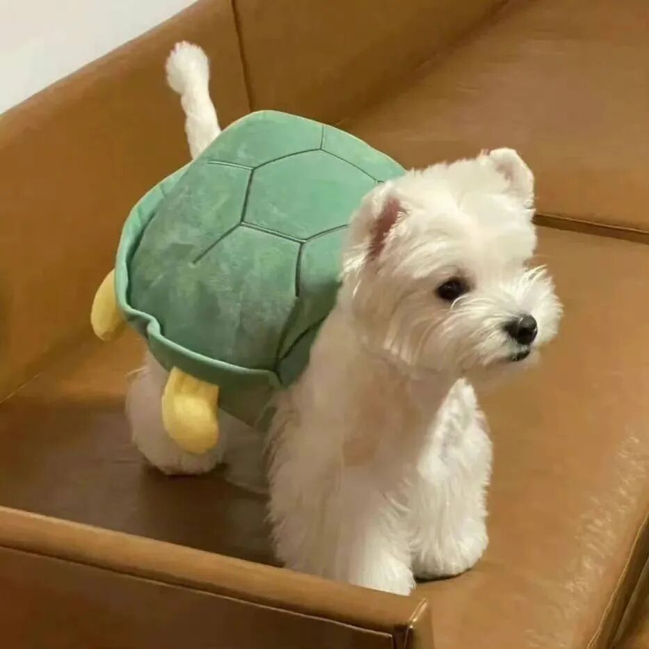 乌龟狗狗萌宠头像