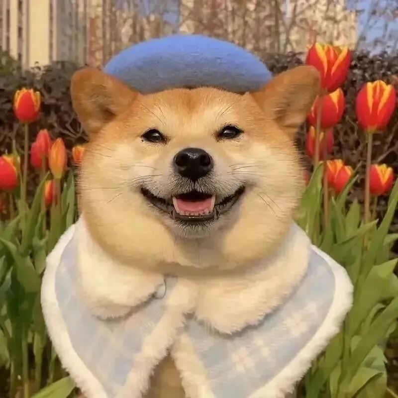 柴犬狗狗萌宠头像
