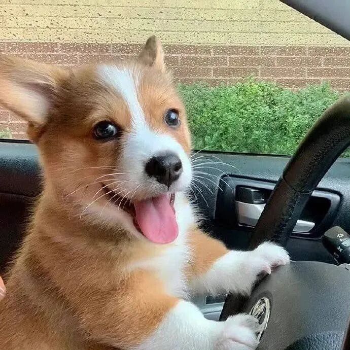 狗狗萌宠头像