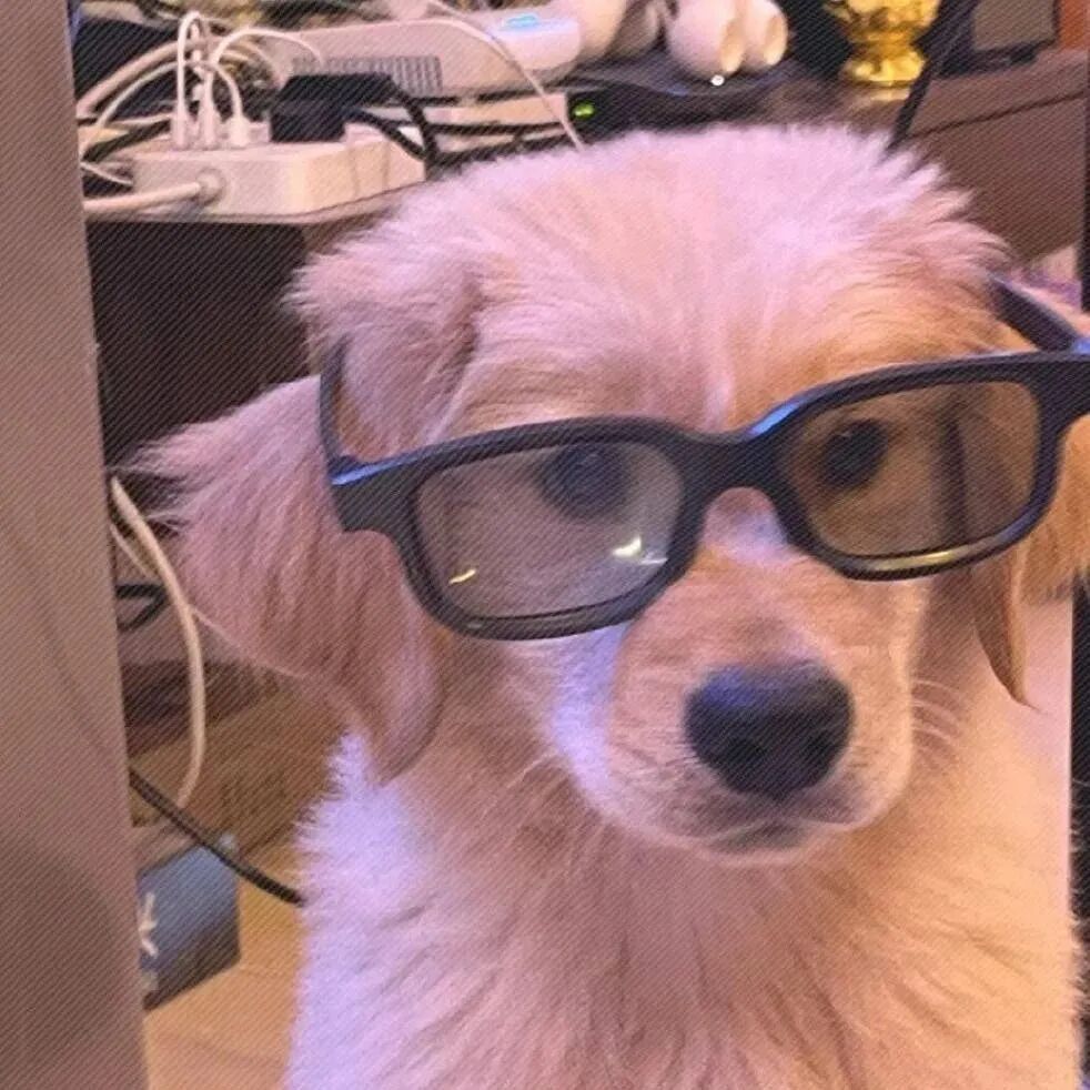 墨镜狗狗萌宠头像