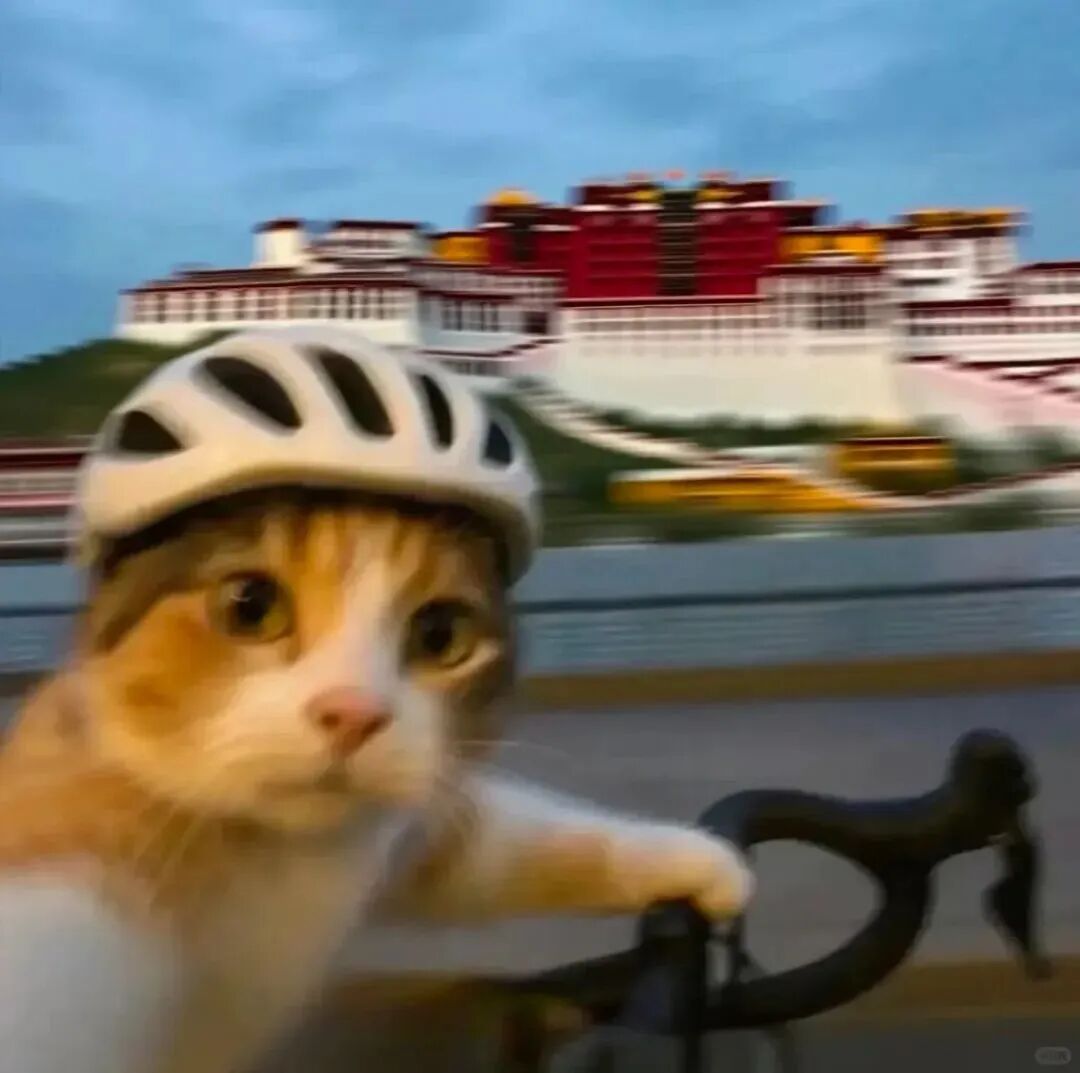 骑车可爱猫咪萌宠头像