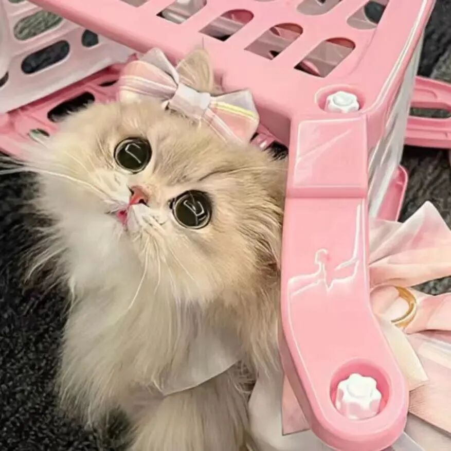 粉色系猫咪萌宠头像