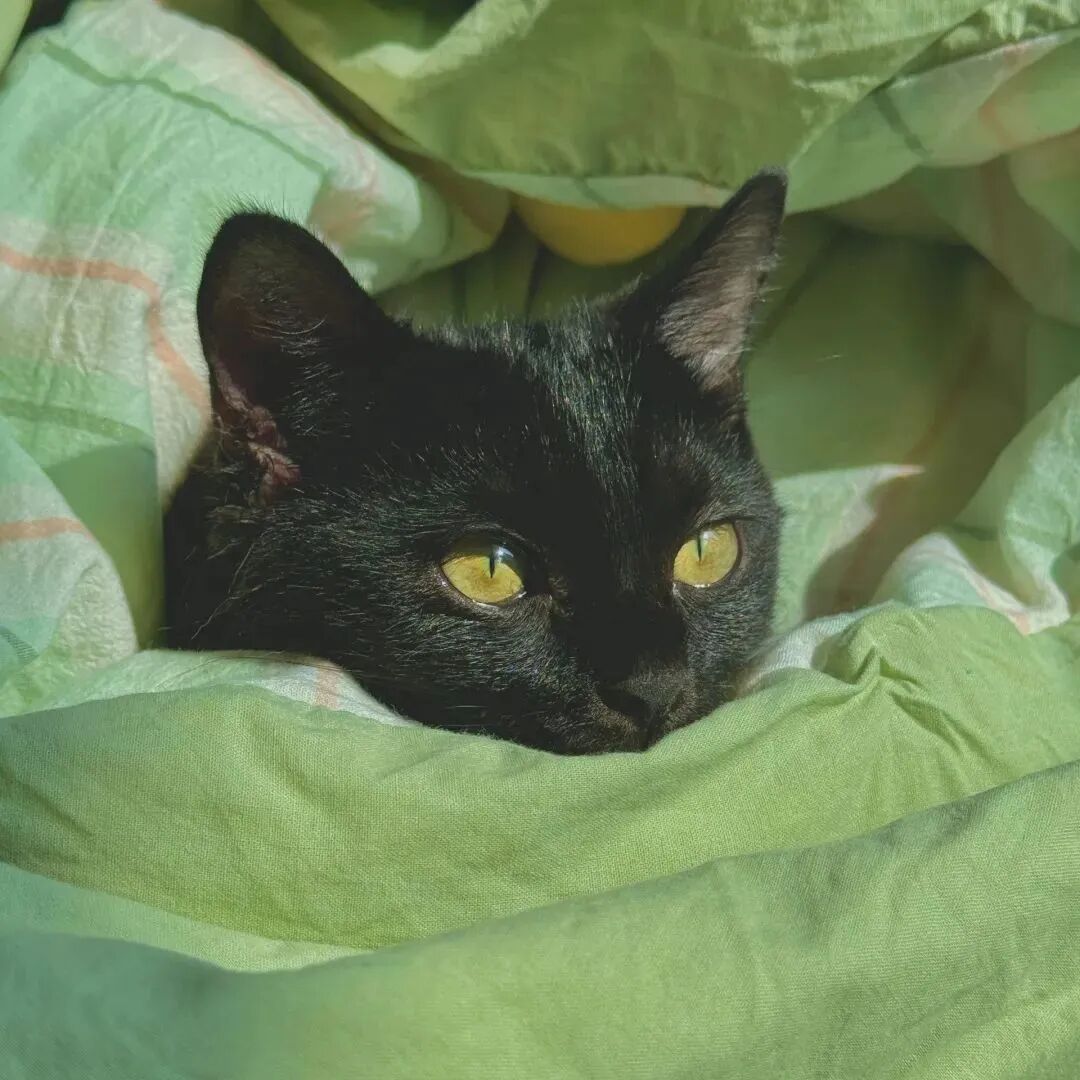 猫咪萌宠头像