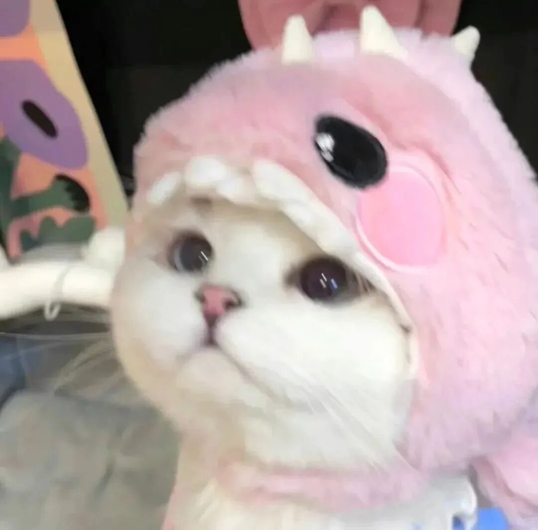 猫咪萌宠头像