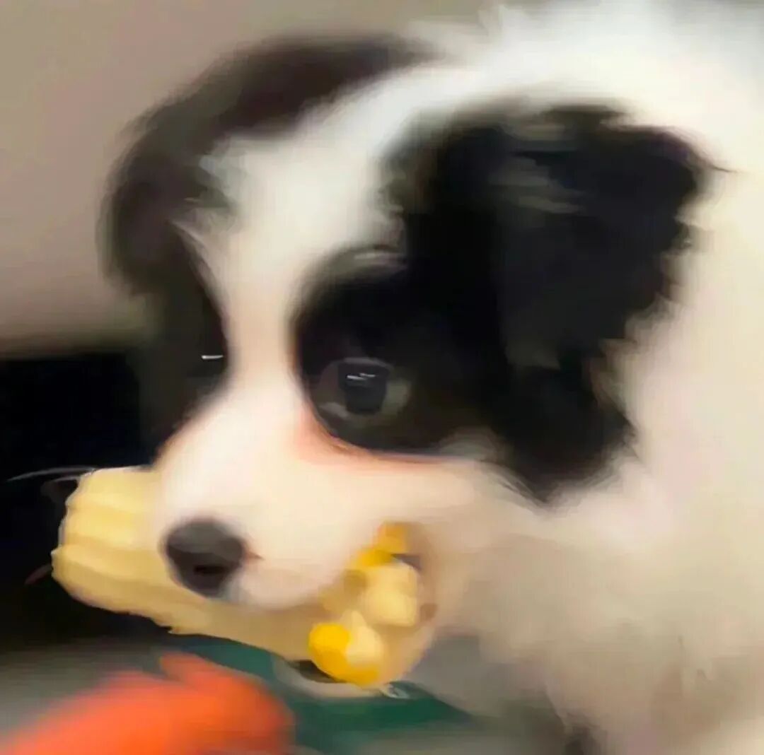 狗狗萌宠头像