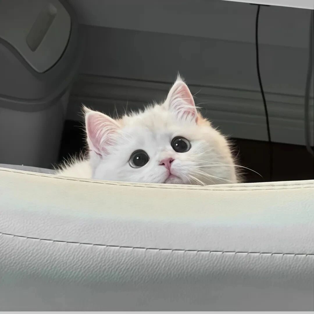 猫咪萌宠头像