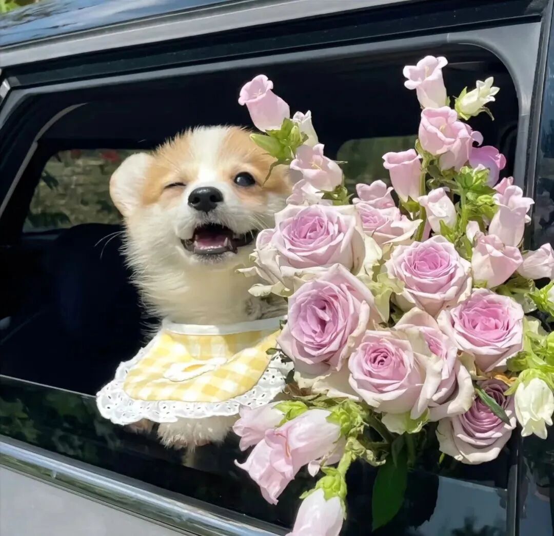 鲜花狗狗萌宠头像