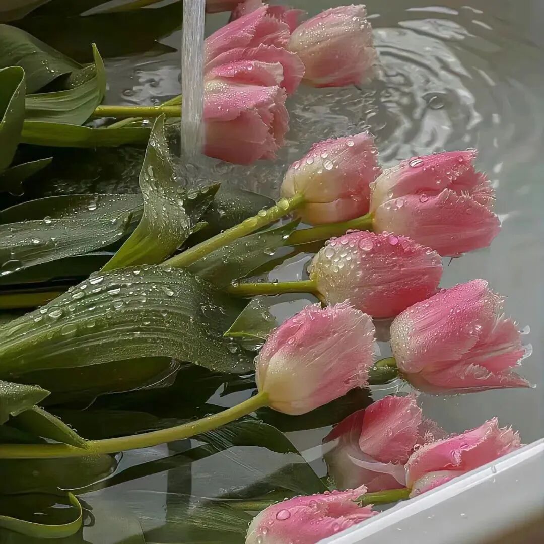 花朵朋友圈背景图