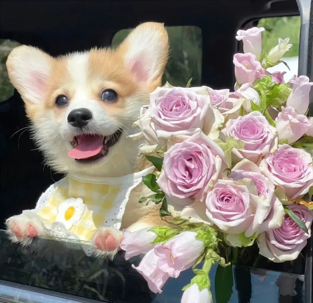 鲜花狗狗萌宠头像