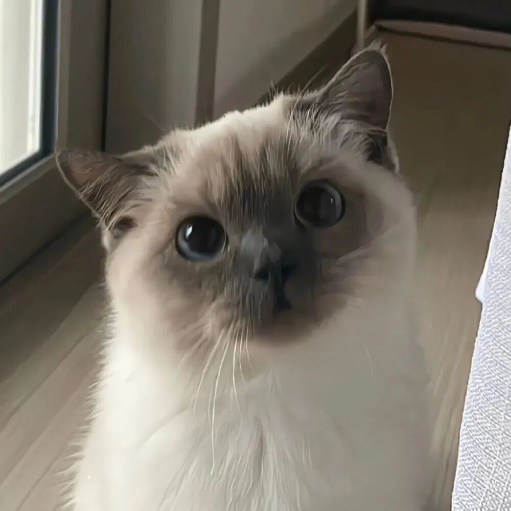 猫咪萌宠头像