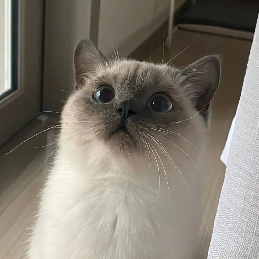 猫咪萌宠头像