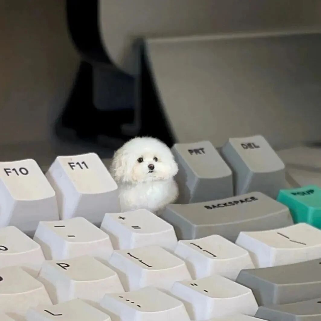 可爱键盘狗狗萌宠头像