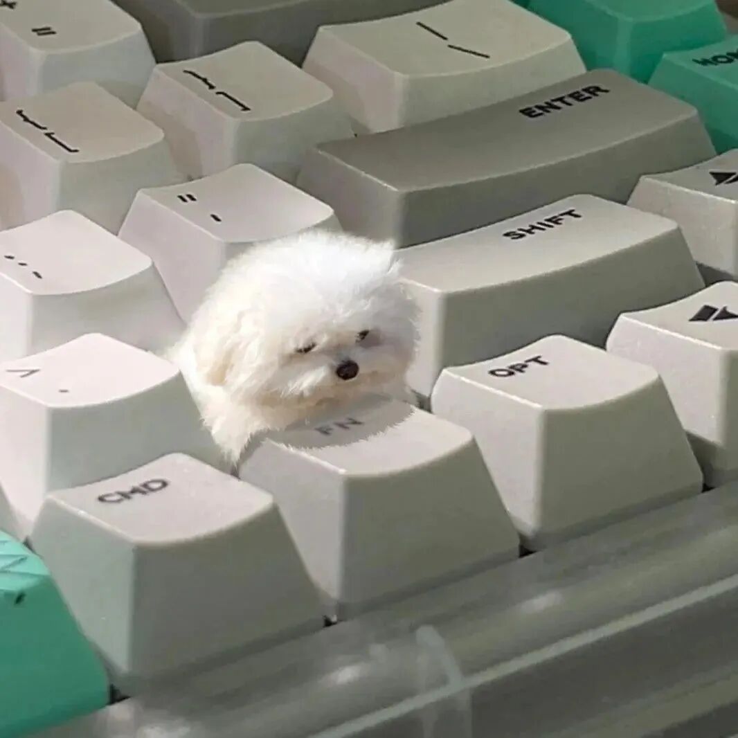 可爱键盘狗狗萌宠头像