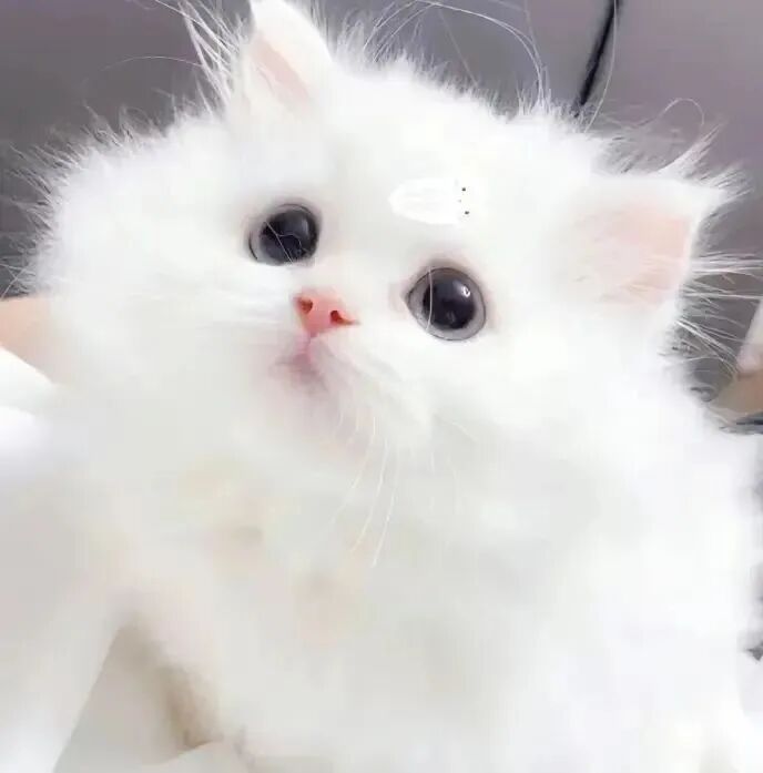 猫咪萌宠头像