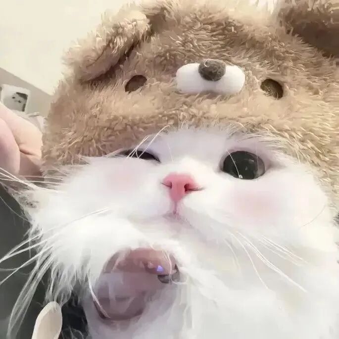 猫咪萌宠头像