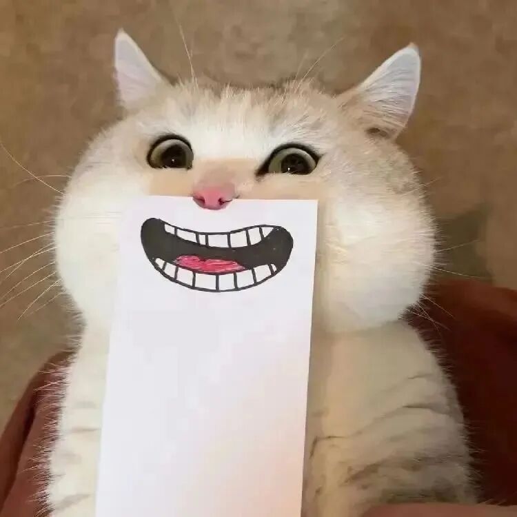 猫咪萌宠头像