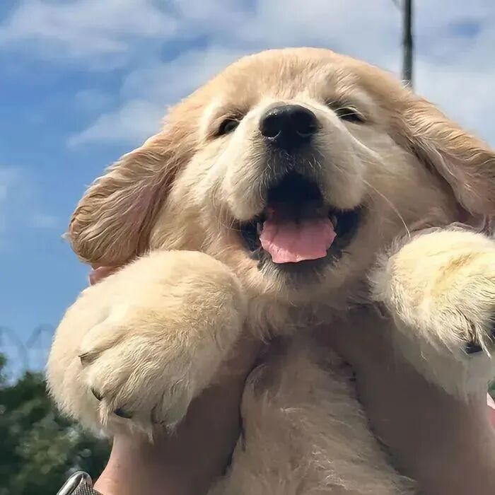狗狗萌宠头像