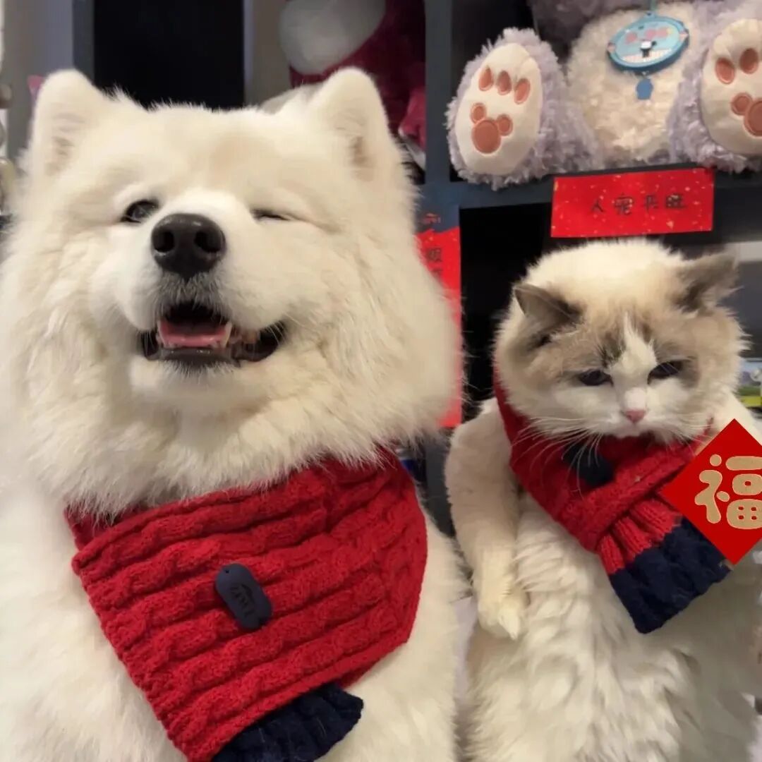 新年狗狗萌宠头像