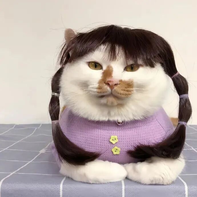 沙雕搞怪猫咪萌宠头像